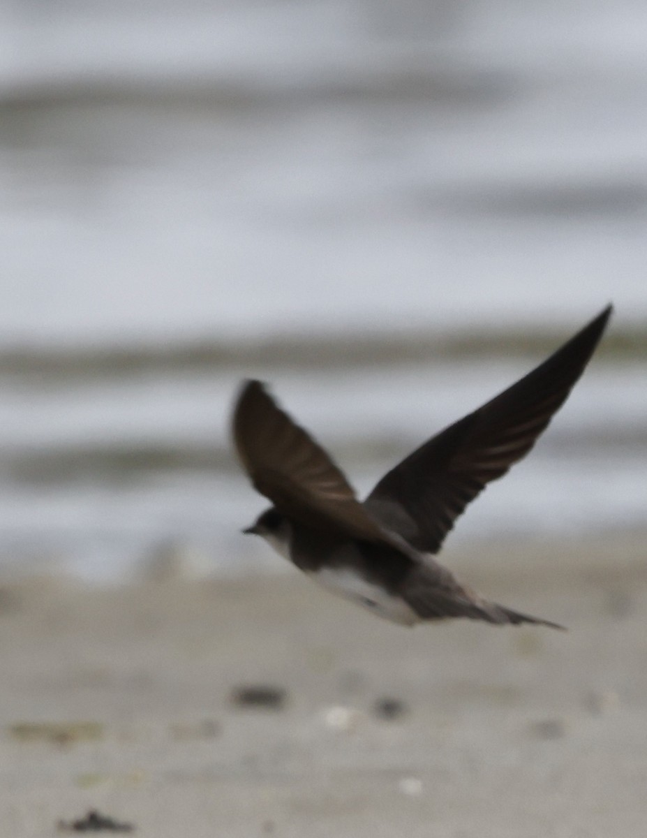 Bank Swallow - Lisa Goodwin