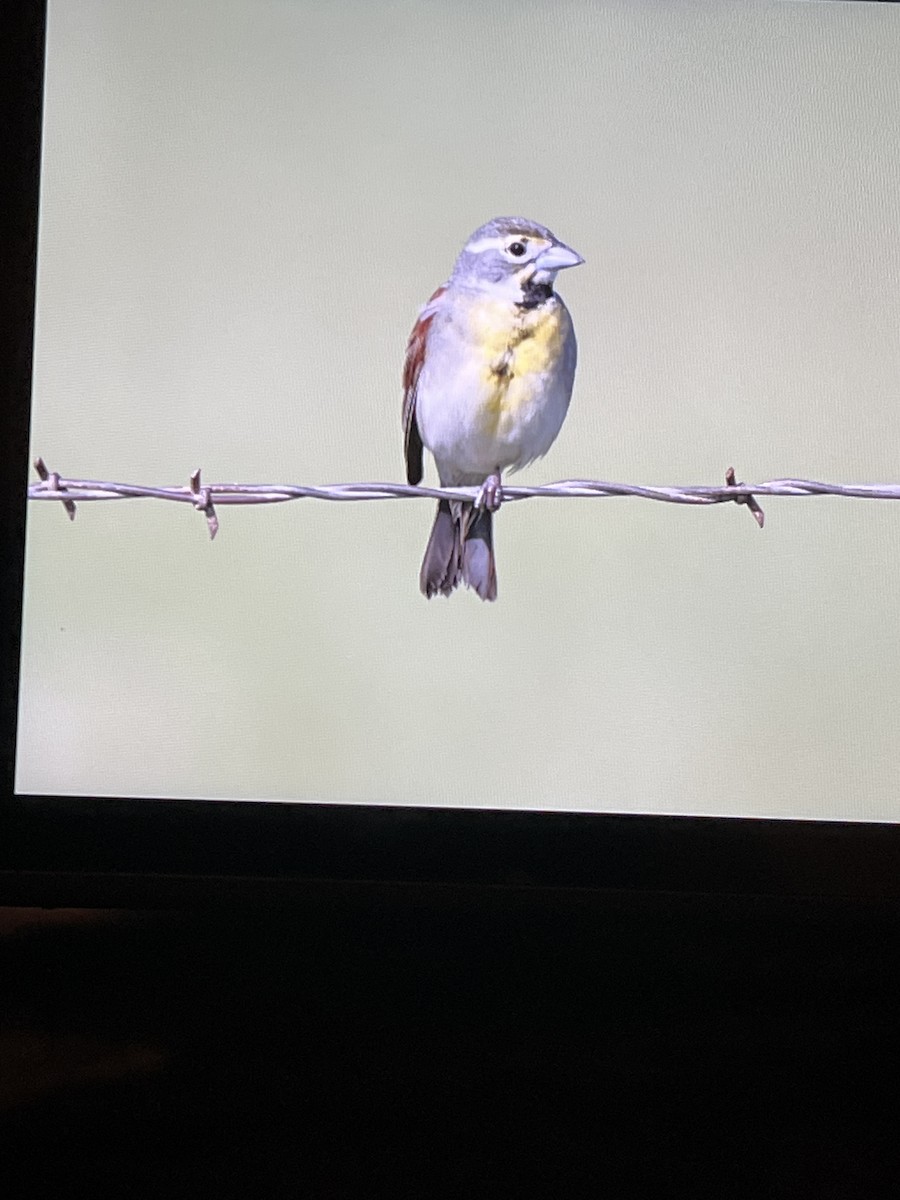 Dickcissel - Cheryl White