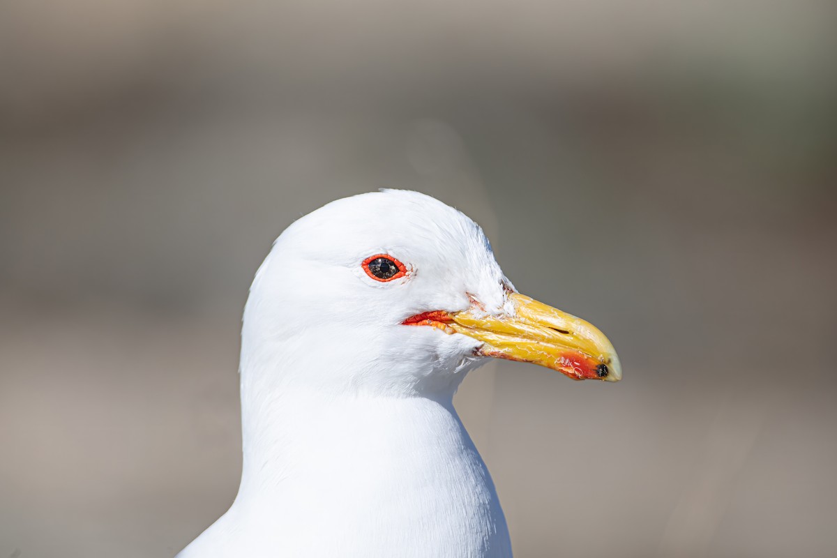 California Gull - Caleb Nelson