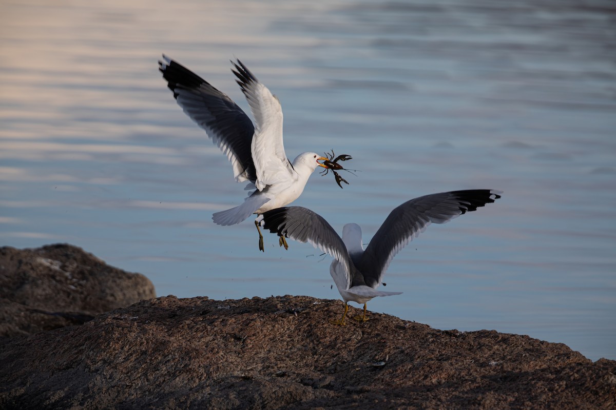 California Gull - Caleb Nelson