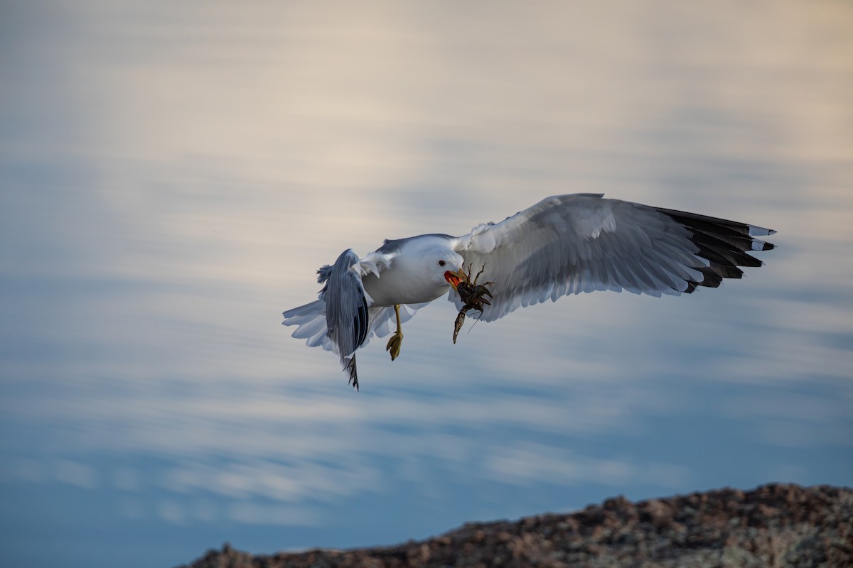 California Gull - Caleb Nelson