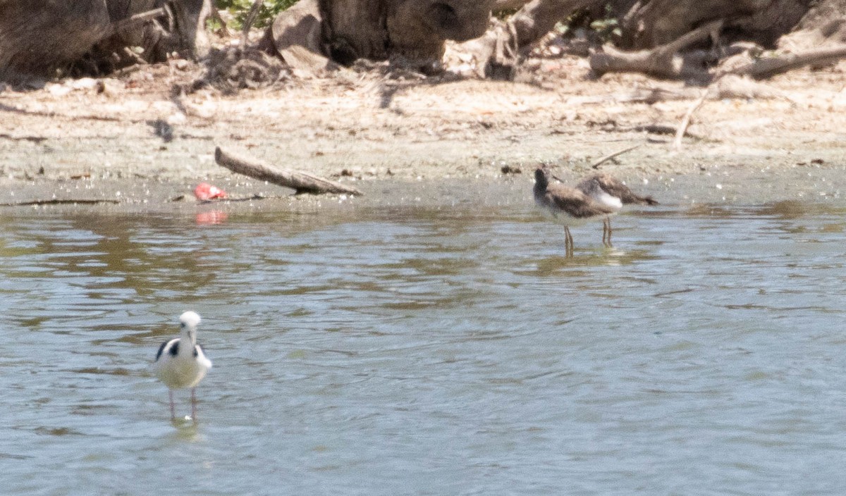 Greater Yellowlegs - ML619656463