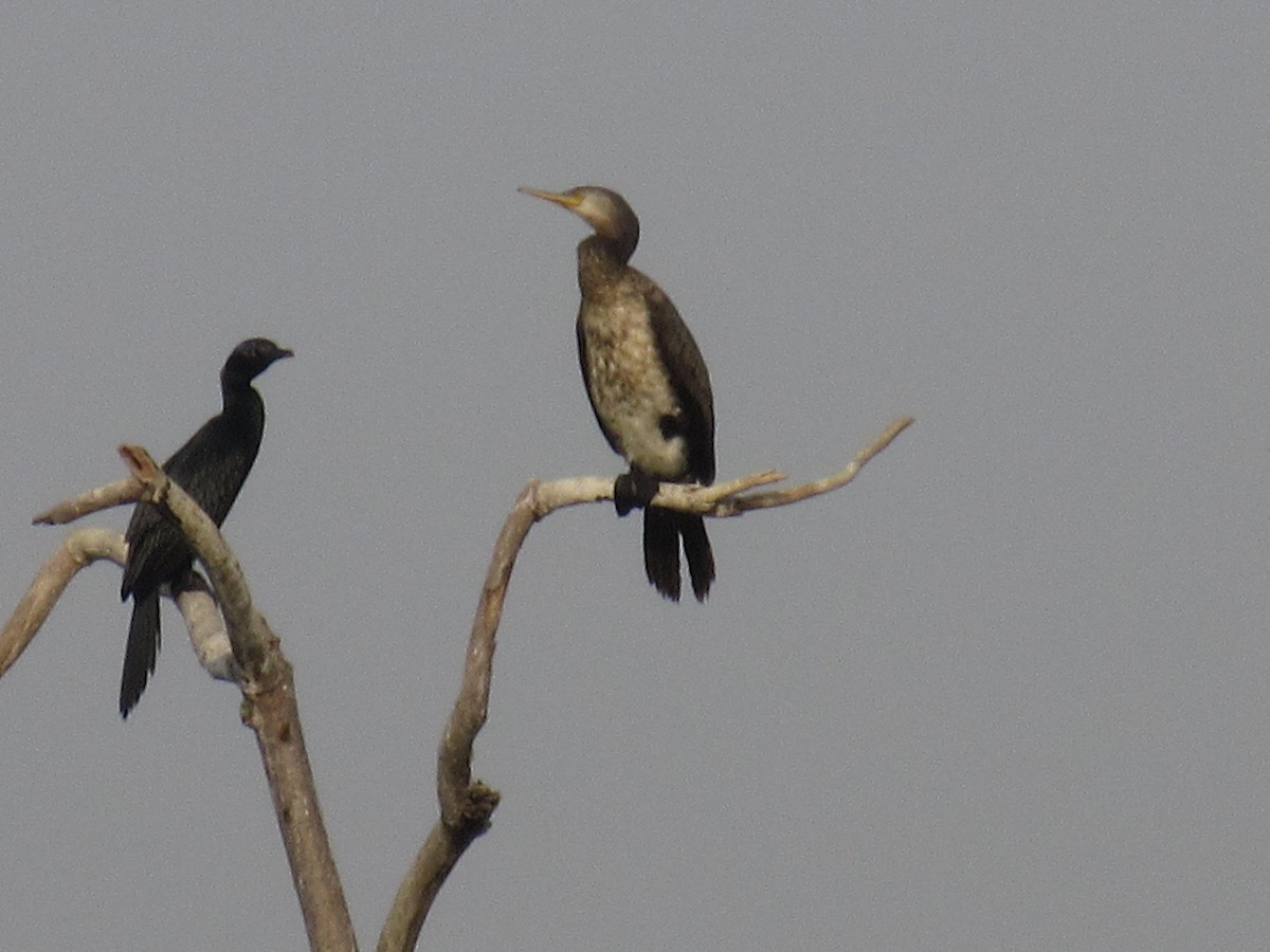 Indian Cormorant - Amitesh Rana