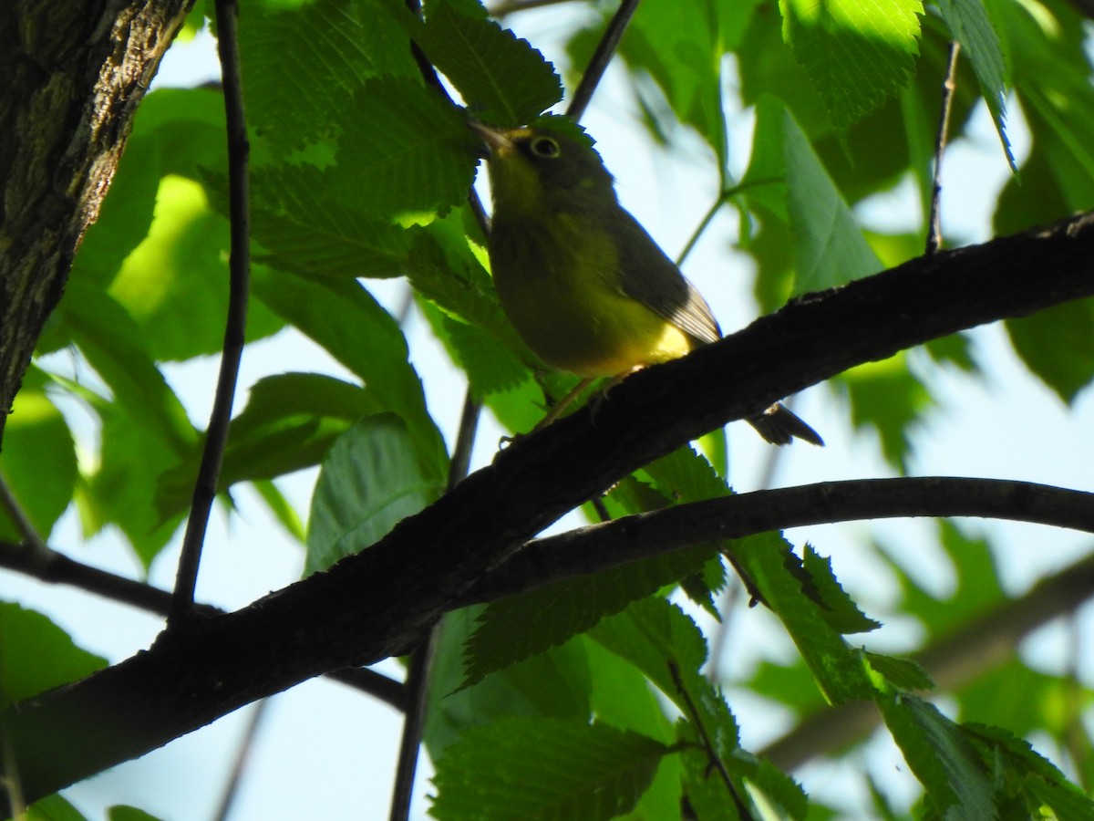 Canada Warbler - Liren Varghese