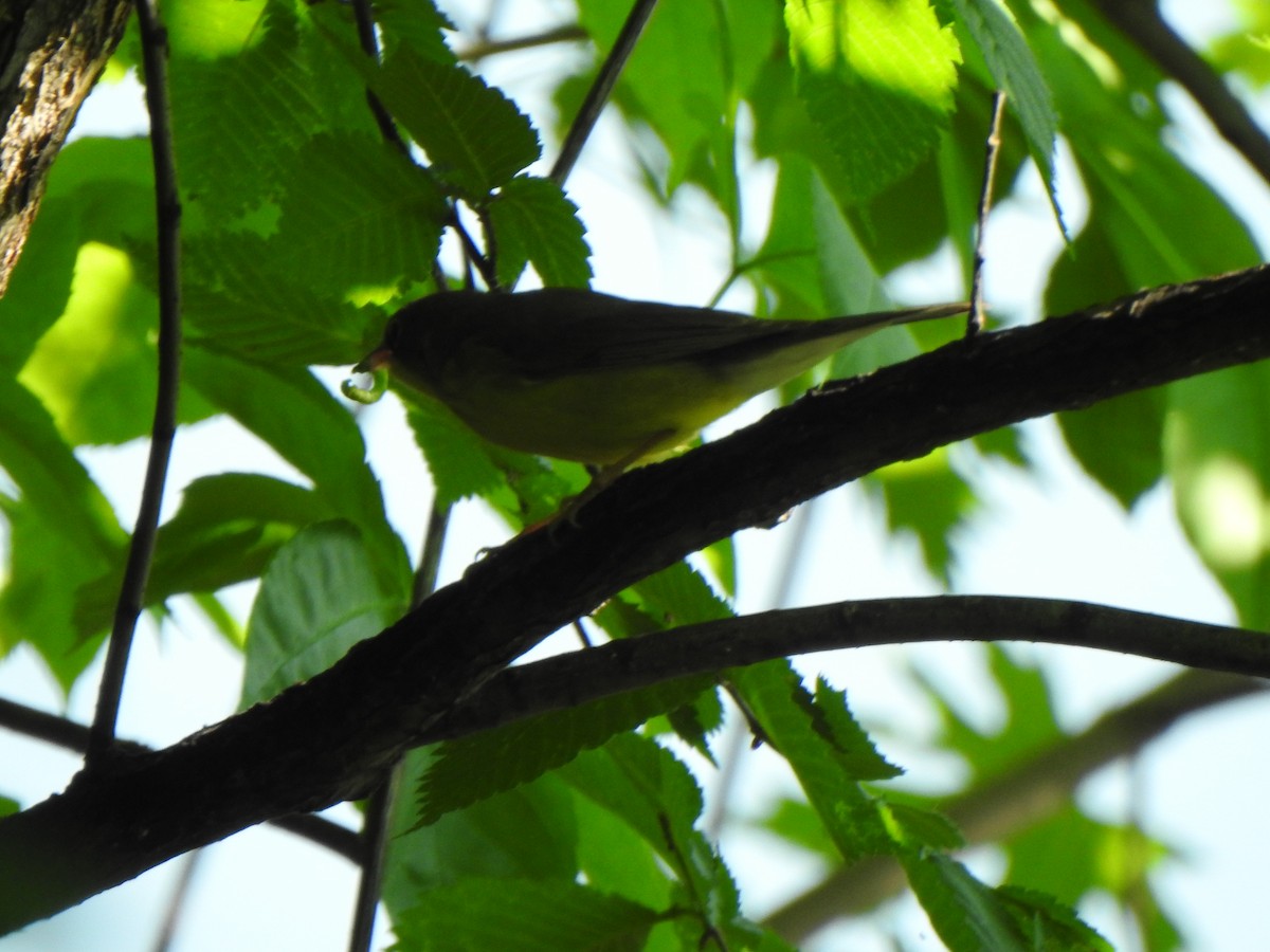 Canada Warbler - Liren Varghese