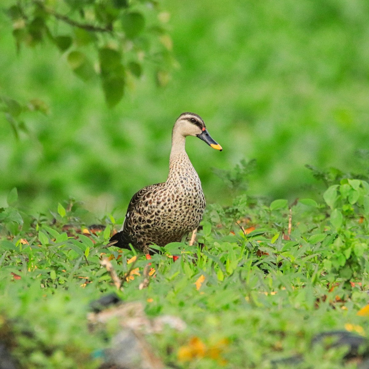 Indian Spot-billed Duck - Uma Balasubramanian