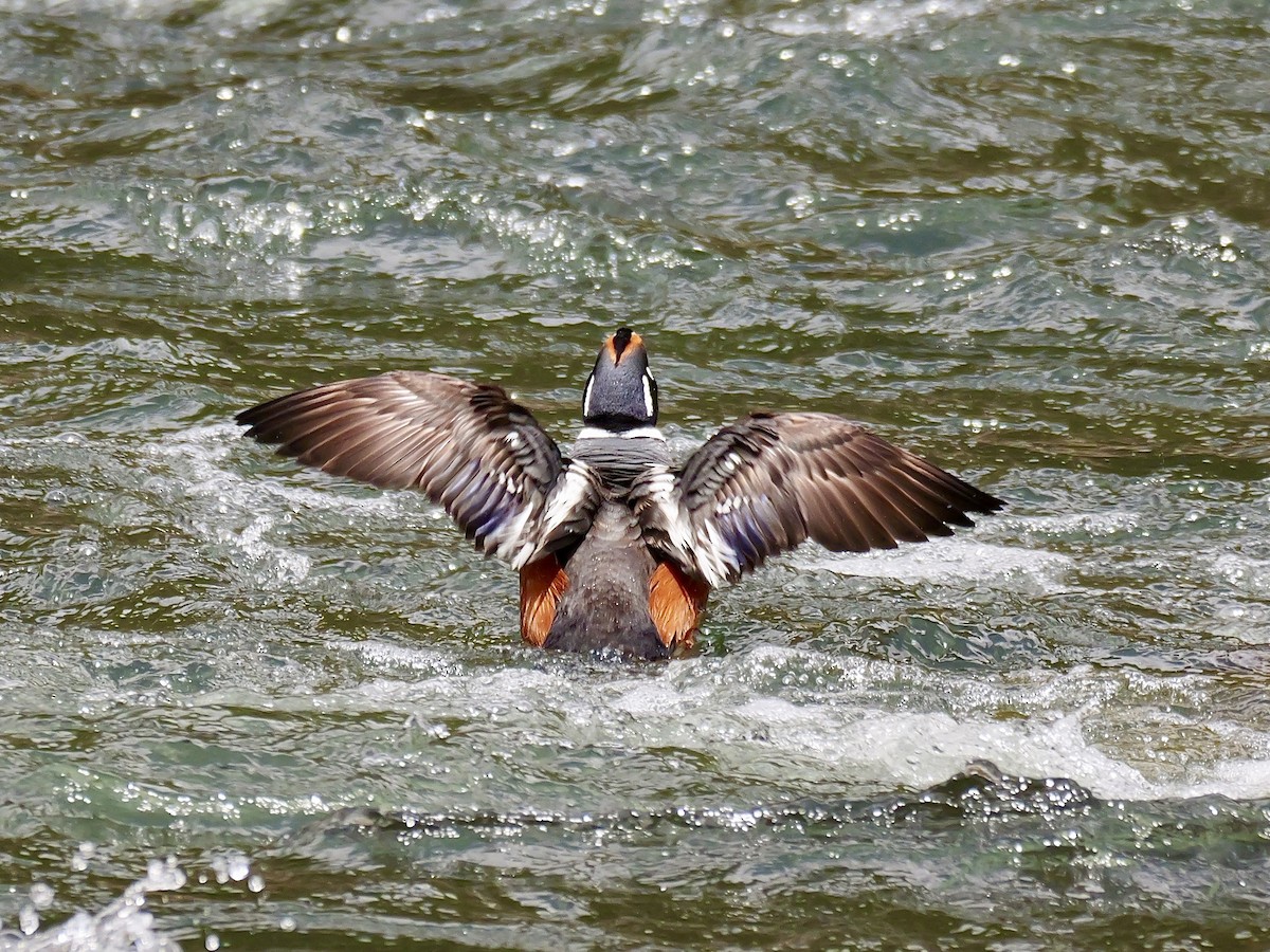 Harlequin Duck - ML619656471