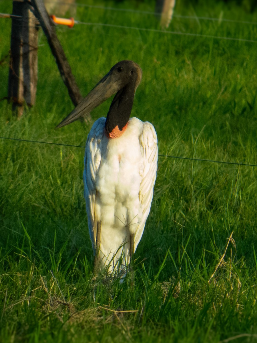 Jabiru - ML619656484