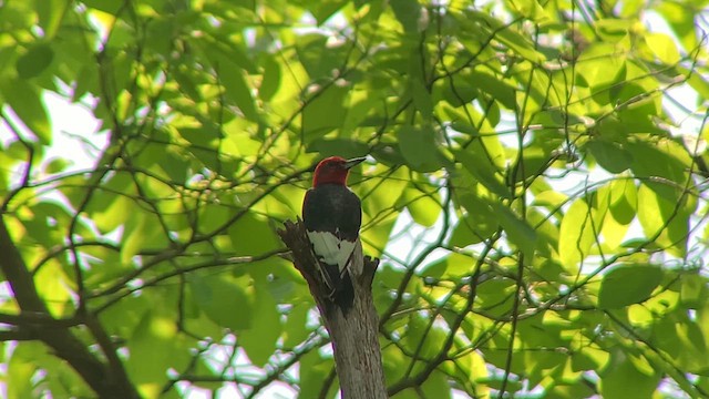 Pic à tête rouge - ML619656485