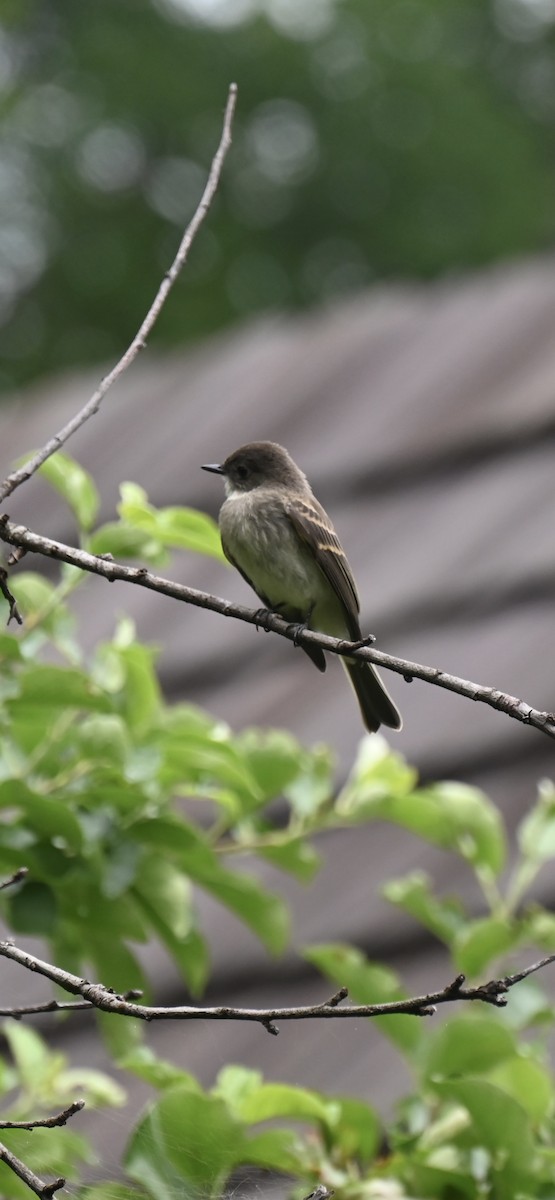 Eastern Phoebe - C Gross