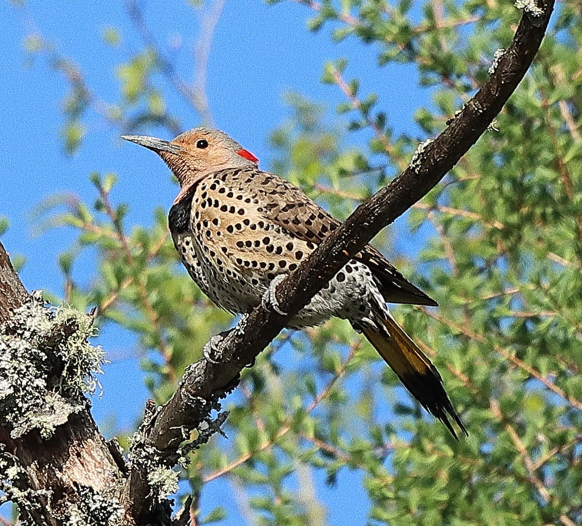 Northern Flicker - ML619656498