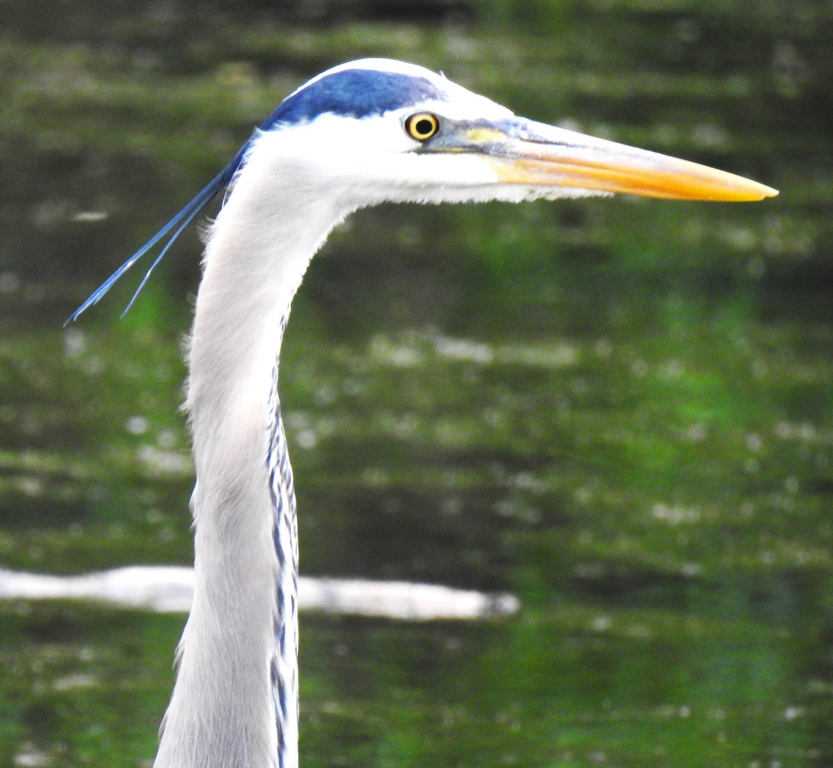 Great Blue Heron - ML619656499