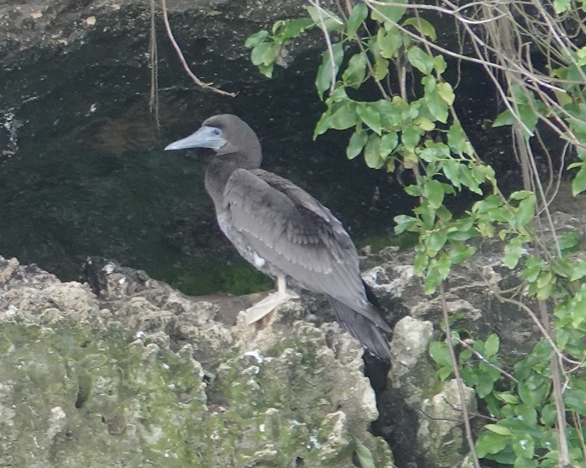 Brown Booby - Howard Laidlaw