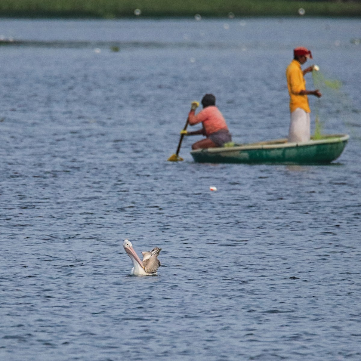 Spot-billed Pelican - Uma Balasubramanian