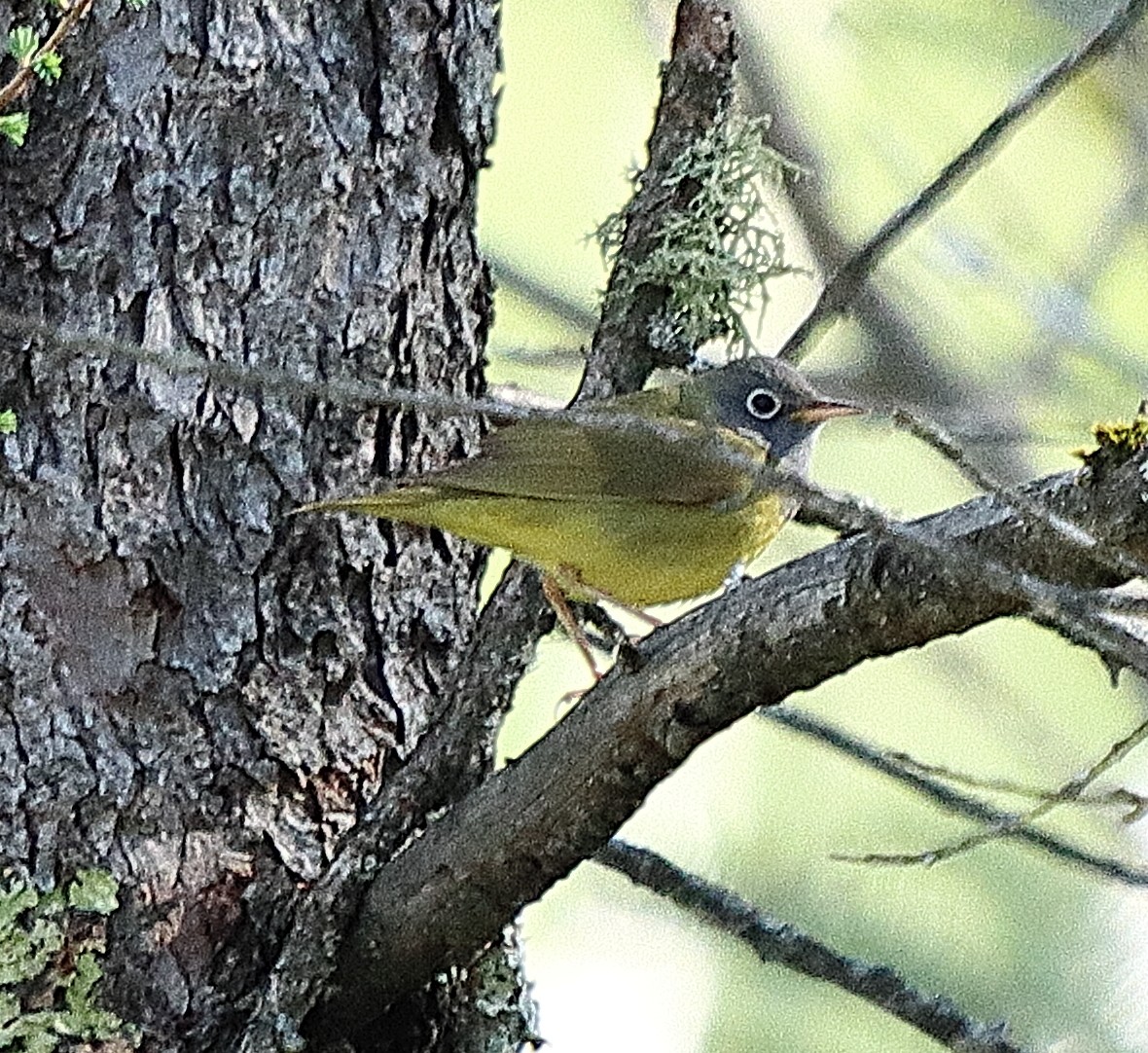 Connecticut Warbler - Brian Cox