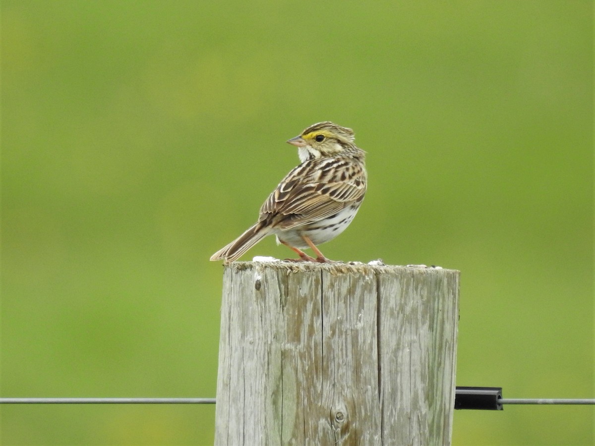 Savannah Sparrow - Sue Ascher