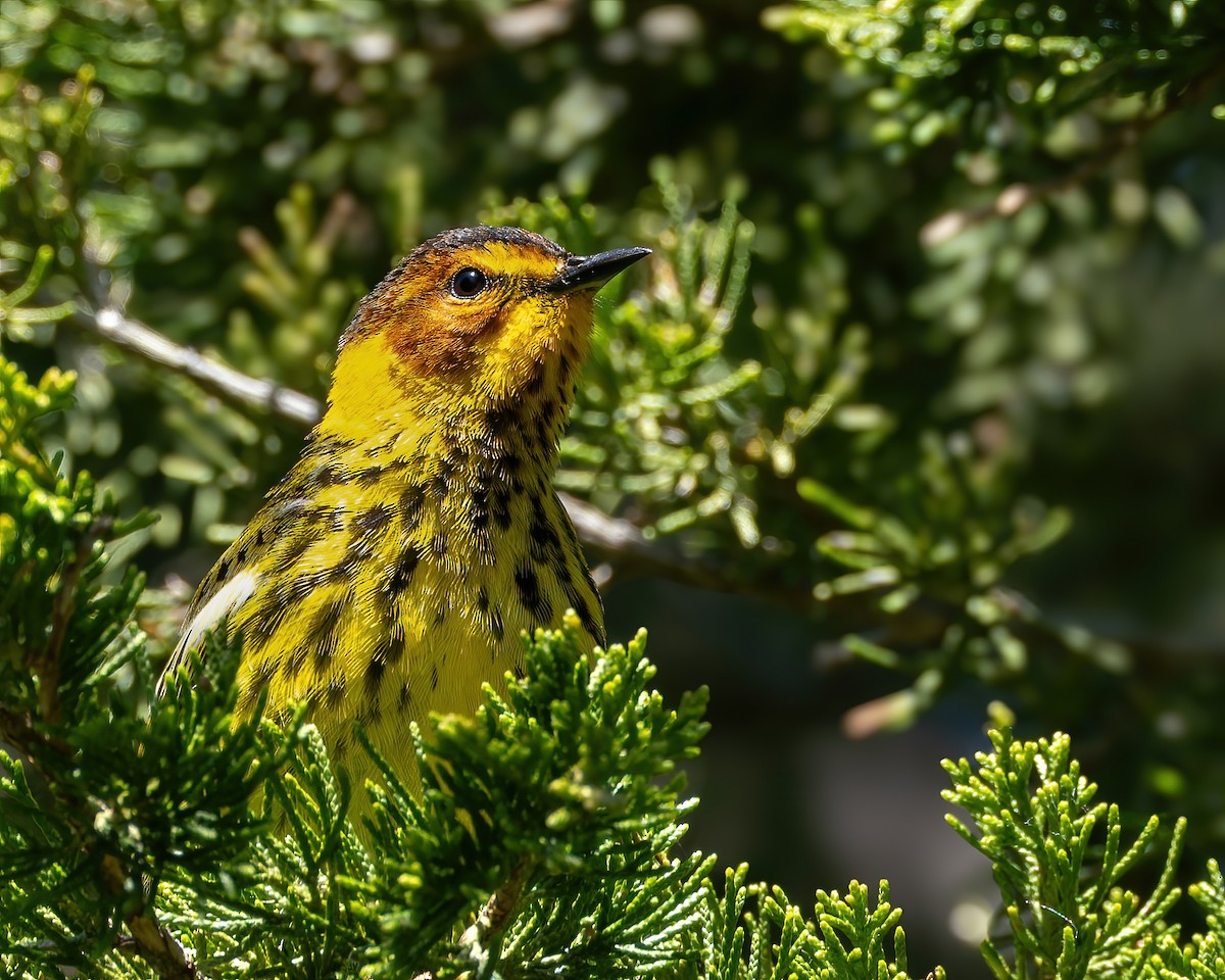 Cape May Warbler - Mark Sawyer