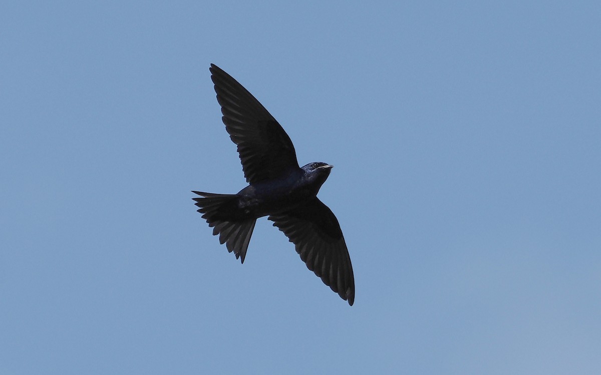 Purple Martin - Gordon Johnston