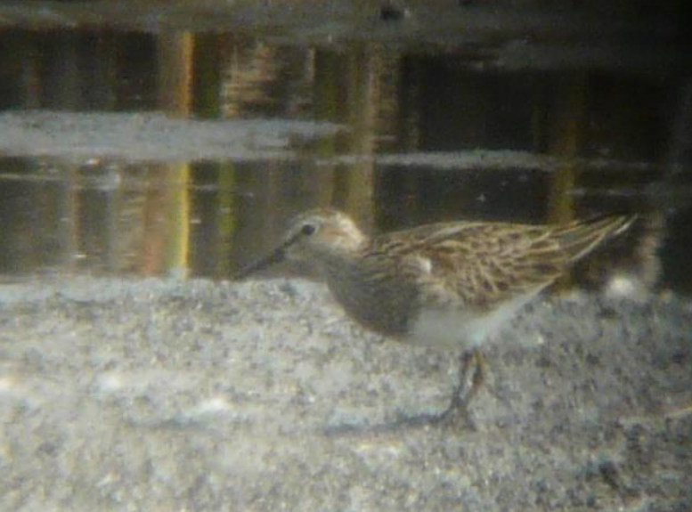 Pectoral Sandpiper - Jiří Šafránek