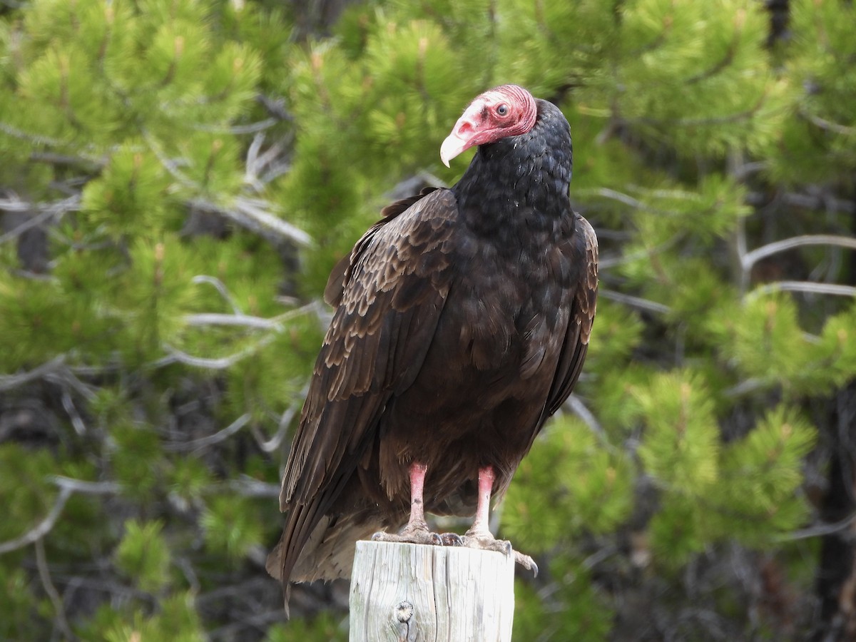 Turkey Vulture - Nick Swan