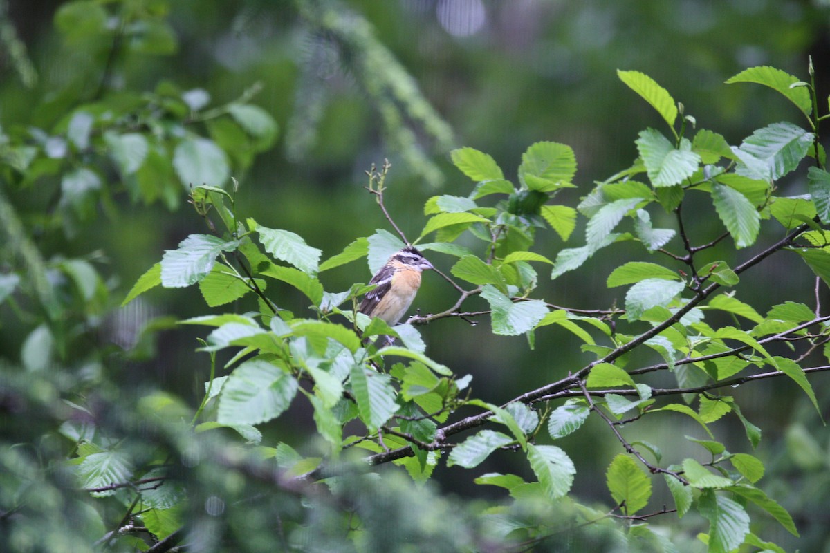 Black-headed Grosbeak - Camden Bruner