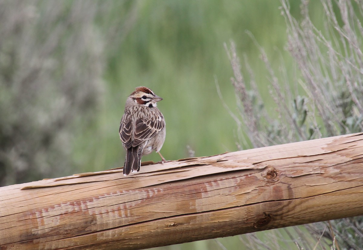 Lark Sparrow - Jared Peck