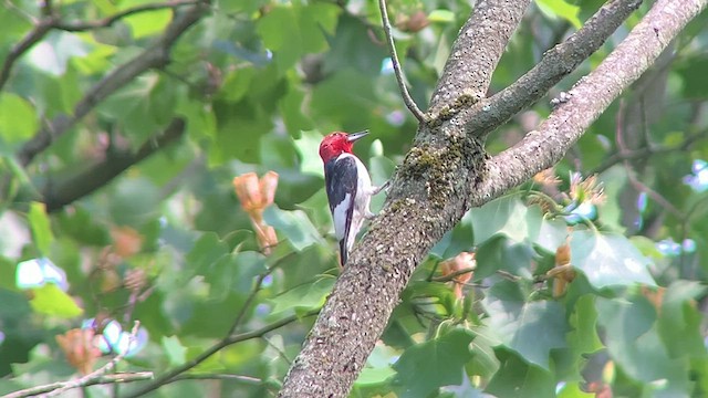 Pic à tête rouge - ML619656553