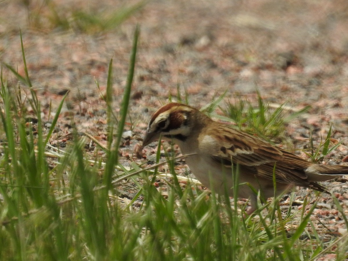 Lark Sparrow - Becky Boley