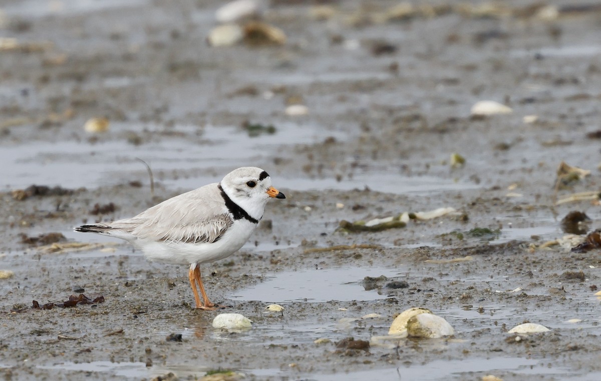 Piping Plover - Lisa Goodwin