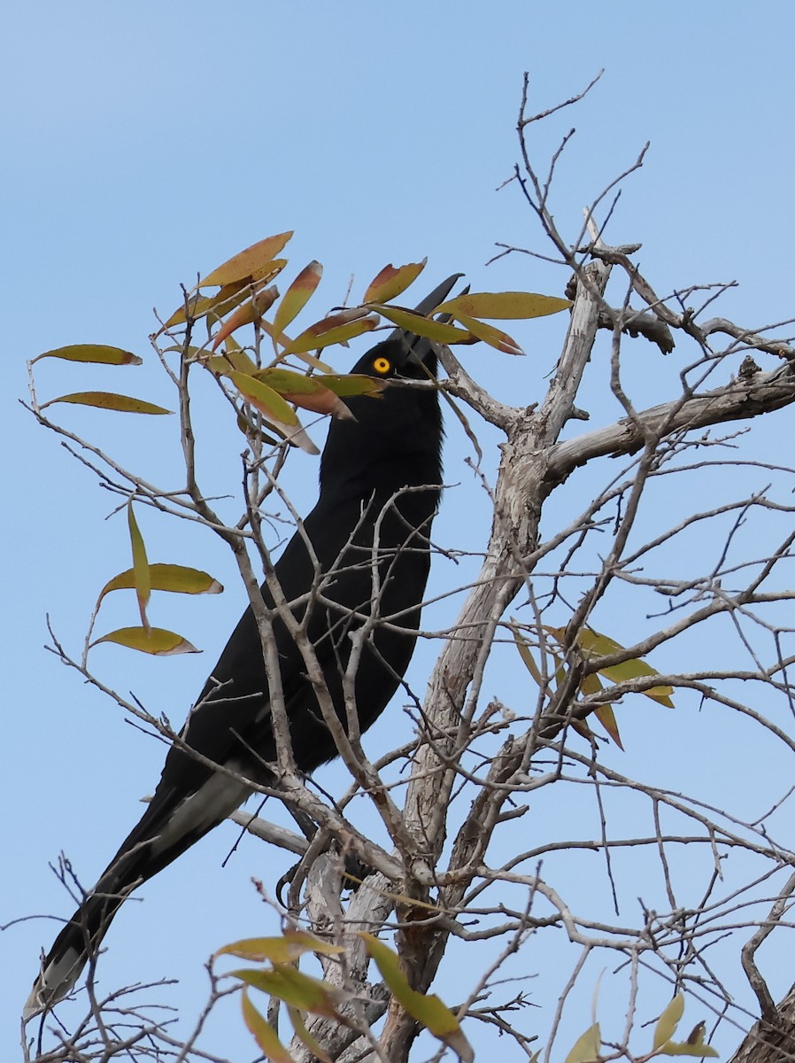 Pied Currawong - Tony Ashton