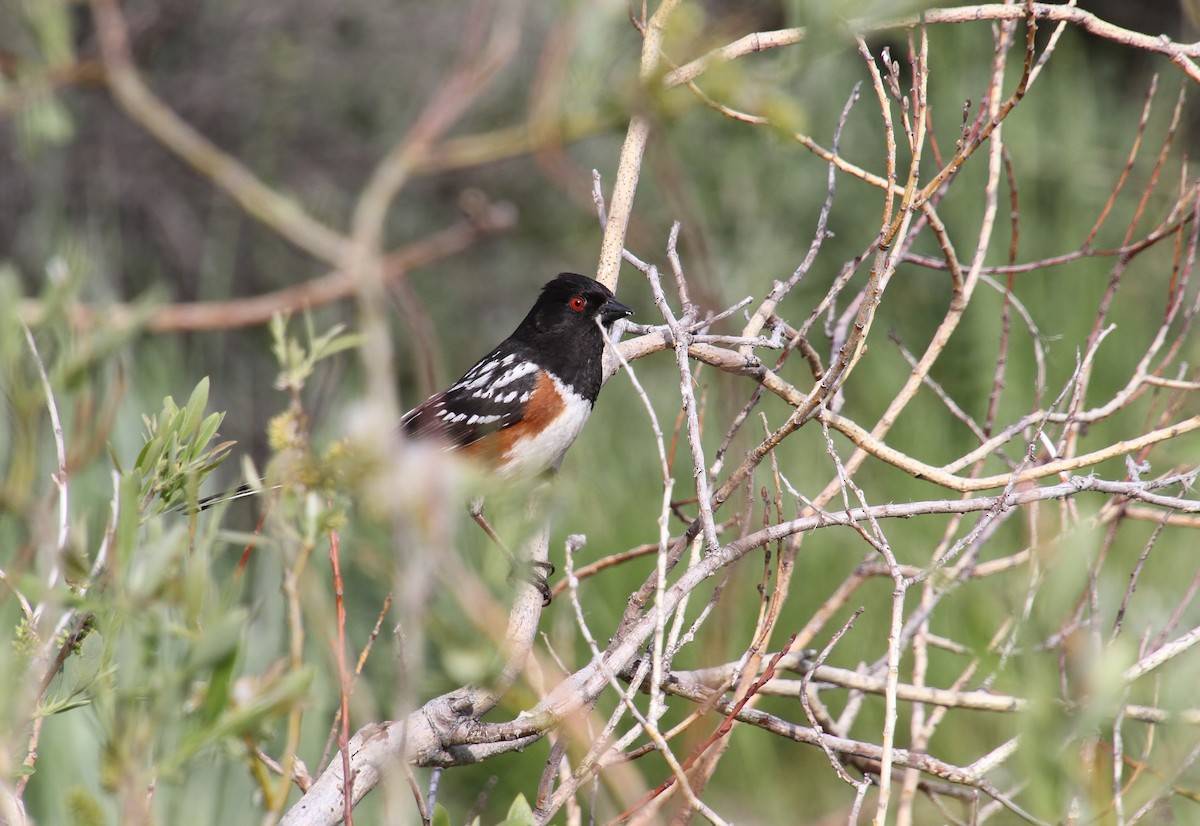 Spotted Towhee - Jared Peck