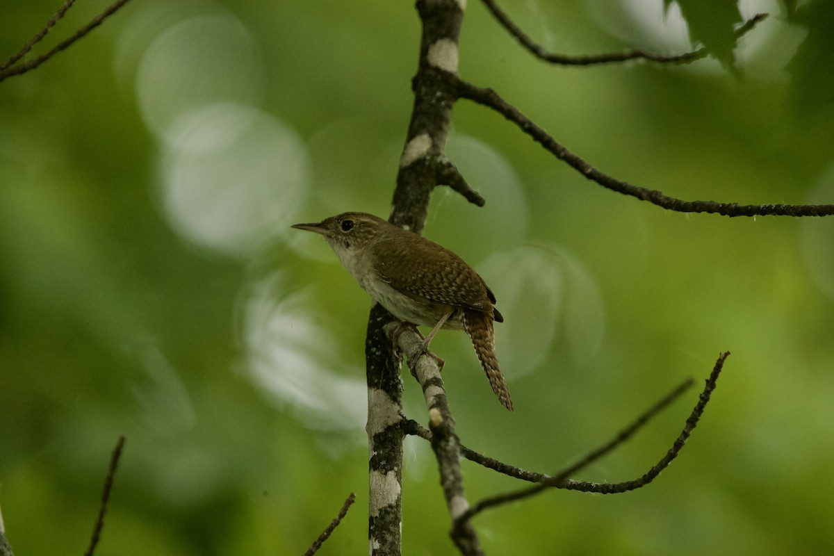 House Wren - Paul Miller