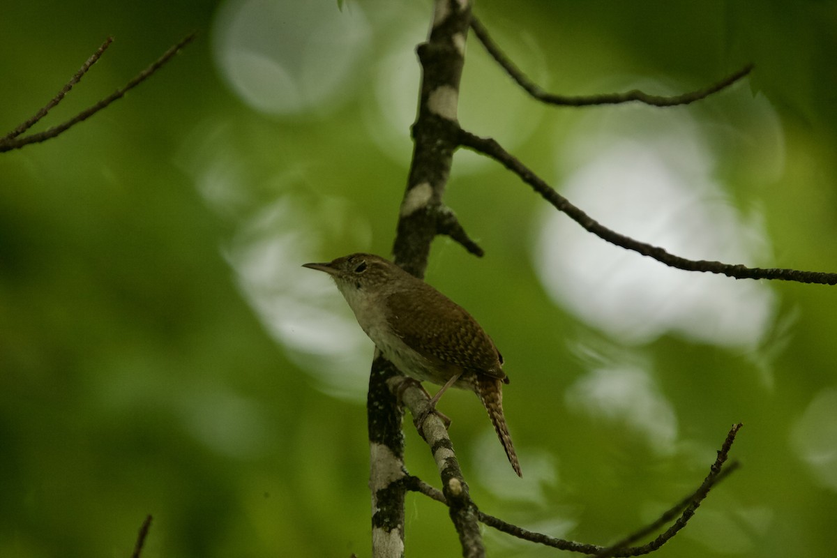 House Wren - Paul Miller