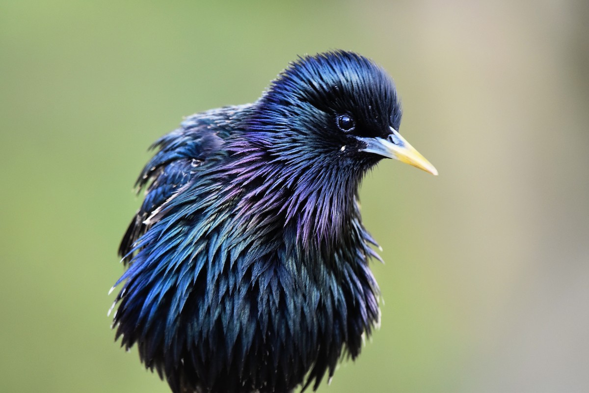 European Starling - ML619656562