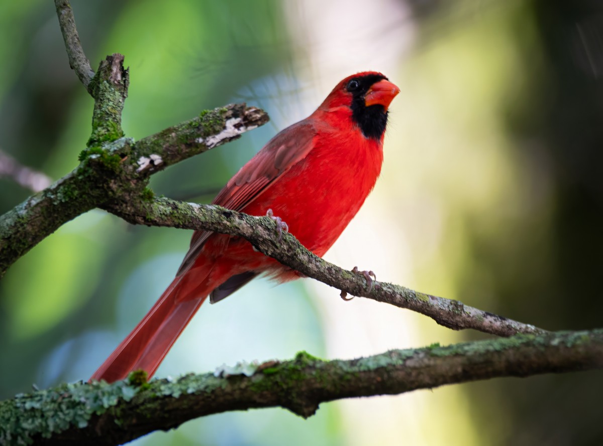 Northern Cardinal - Rob Cochran