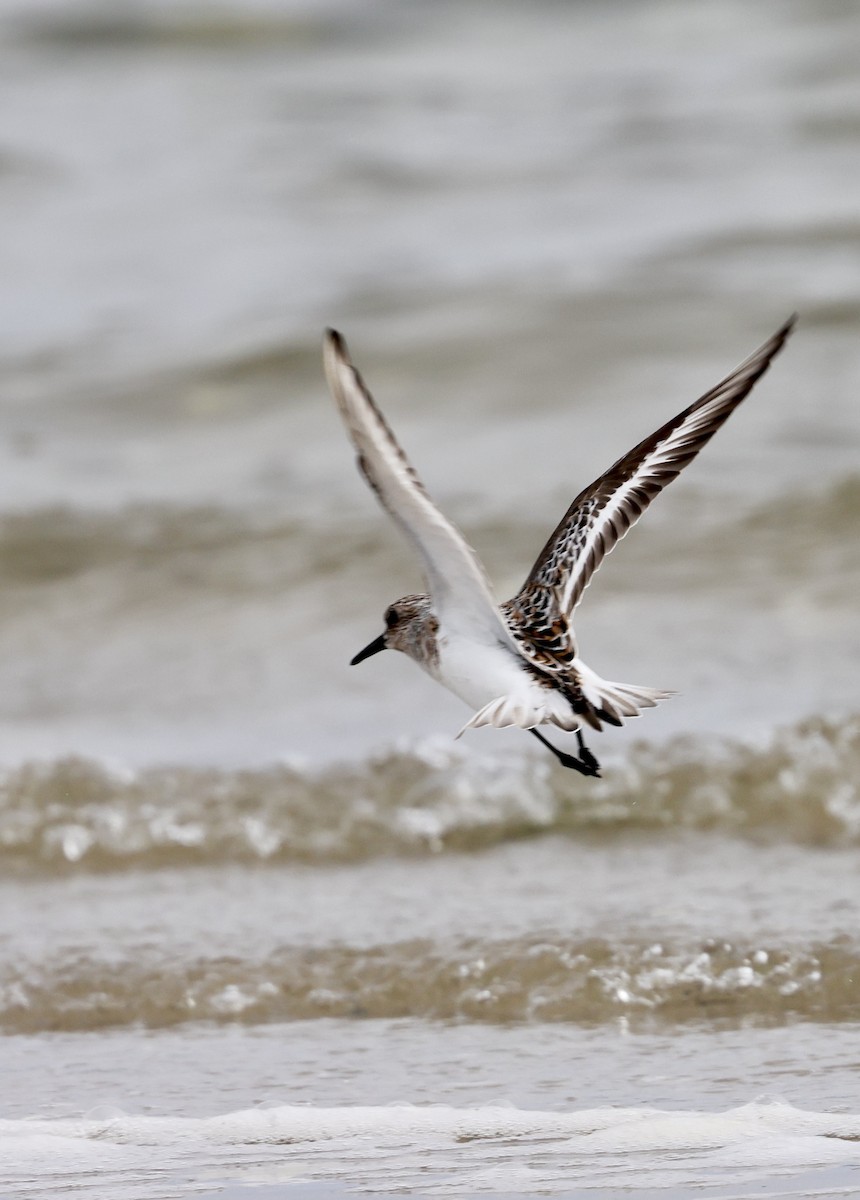 Sanderling - Lisa Goodwin