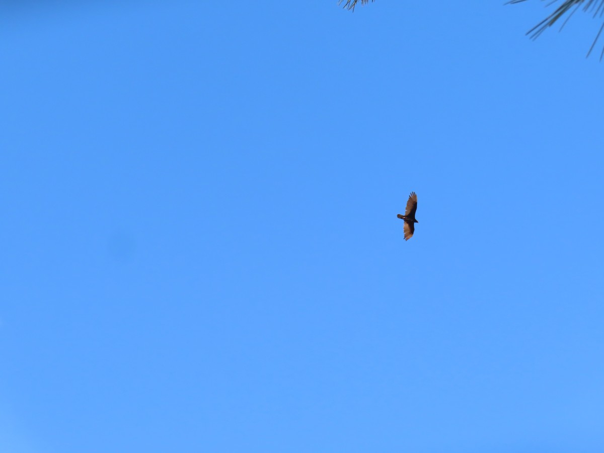 Turkey Vulture - Ursula  Mitra