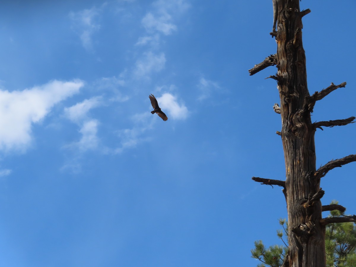 Turkey Vulture - Ursula  Mitra