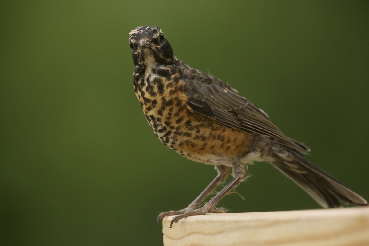 American Robin - Paul Miller