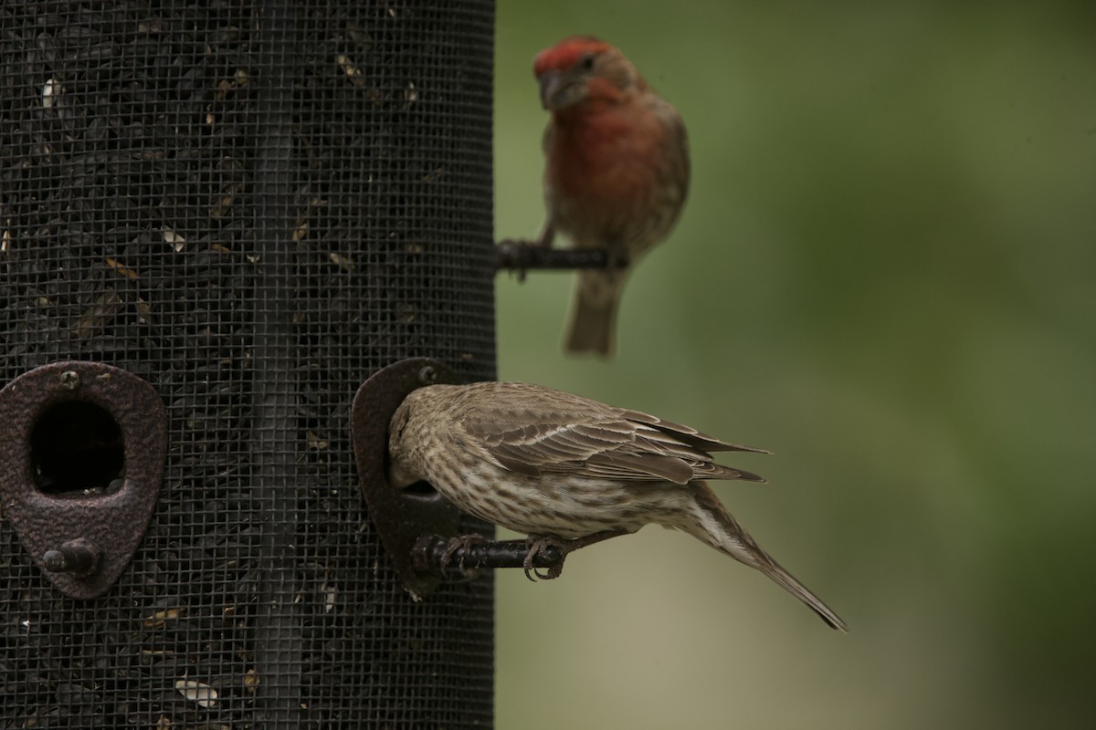 House Finch - Paul Miller