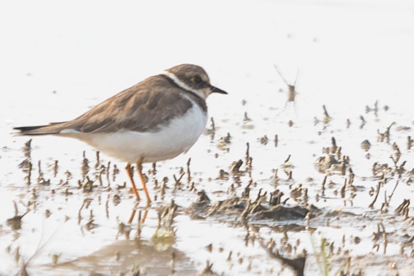 Little Ringed Plover - Zebedee Muller