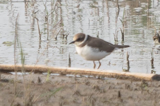 Little Ringed Plover - Zebedee Muller