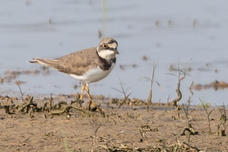 Little Ringed Plover - Zebedee Muller