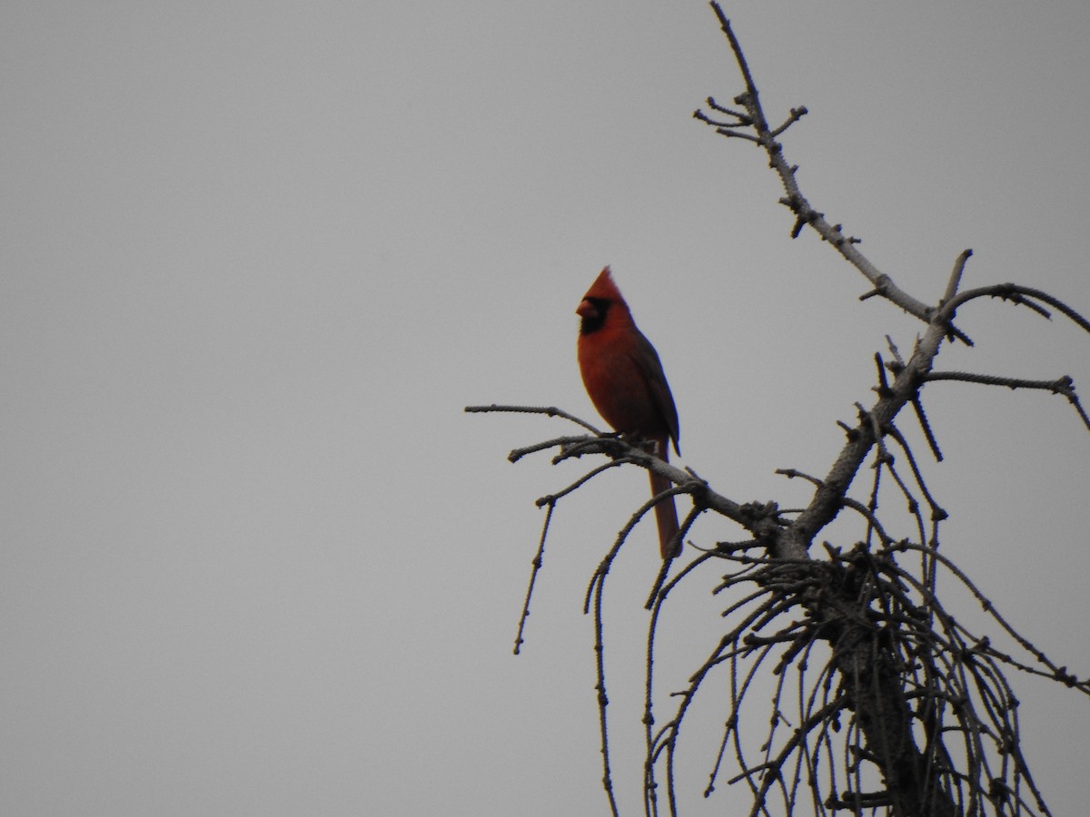 Northern Cardinal - Liren Varghese