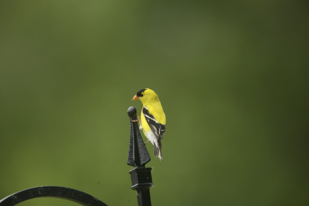 American Goldfinch - Paul Miller