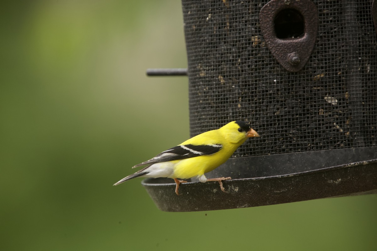 American Goldfinch - Paul Miller