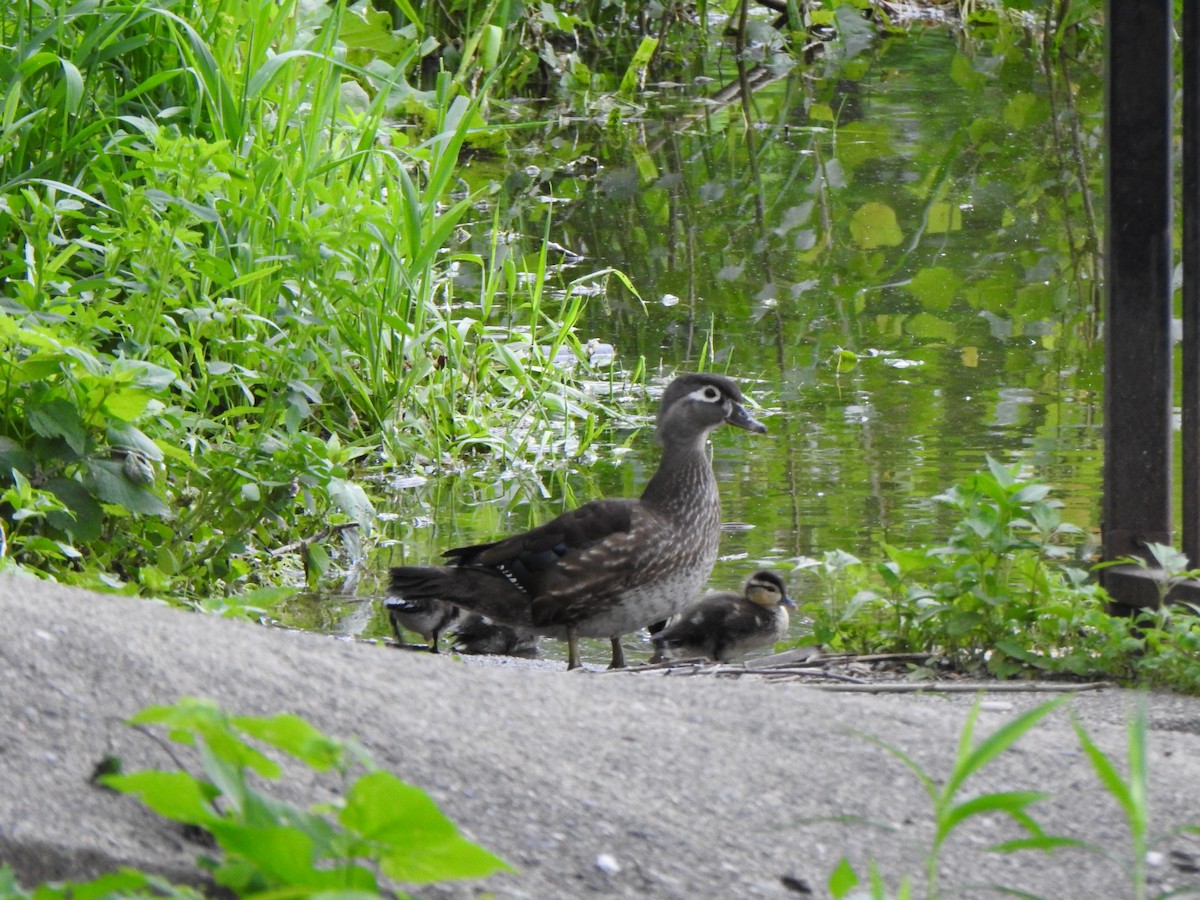 Wood Duck - Liren Varghese