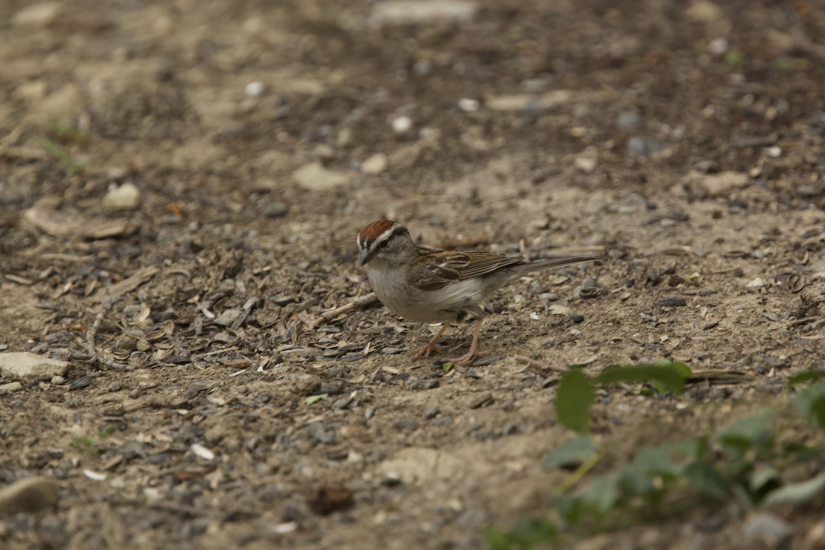 Chipping Sparrow - Paul Miller