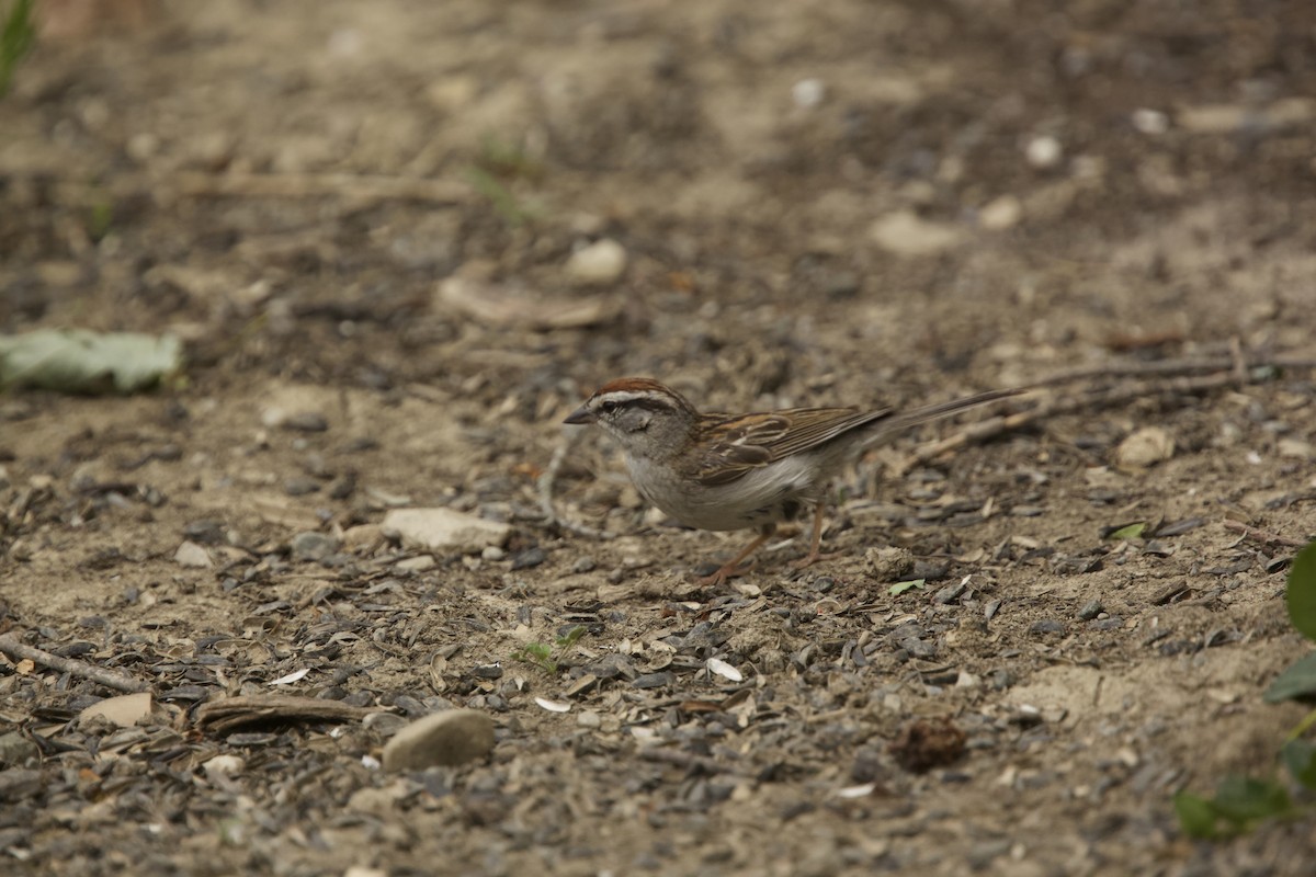 Chipping Sparrow - Paul Miller