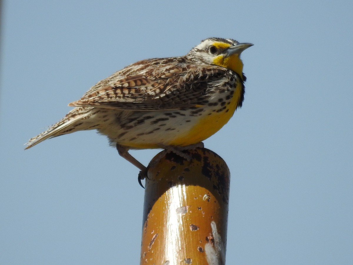 Western Meadowlark - Becky Boley